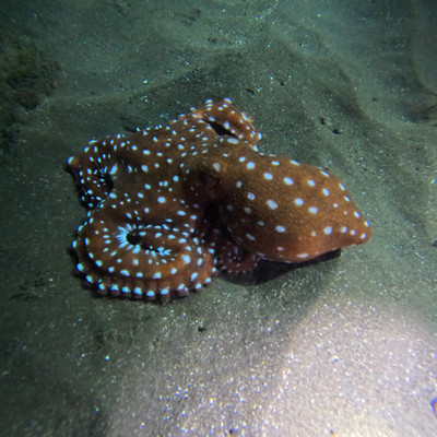 White-spotted octopus on sandy seabed, night dive Cape Verde