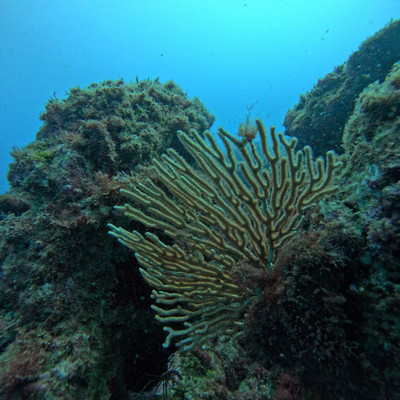 Gorgonian fan coral on rocky reef, Cape Verde underwater