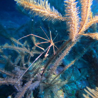 Yellowline arrow crab on coral reef, macro diving Cape Verde