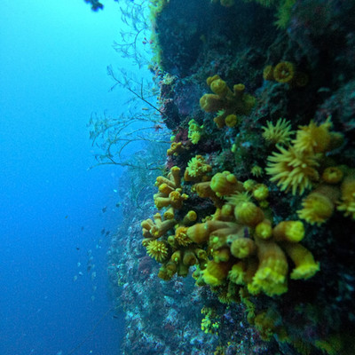 Yellow cup corals on reef wall drop-off, Cape Verde diving