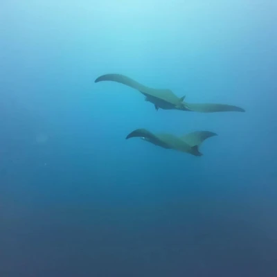 Manta rays gliding in blue water, Cape Verde diving