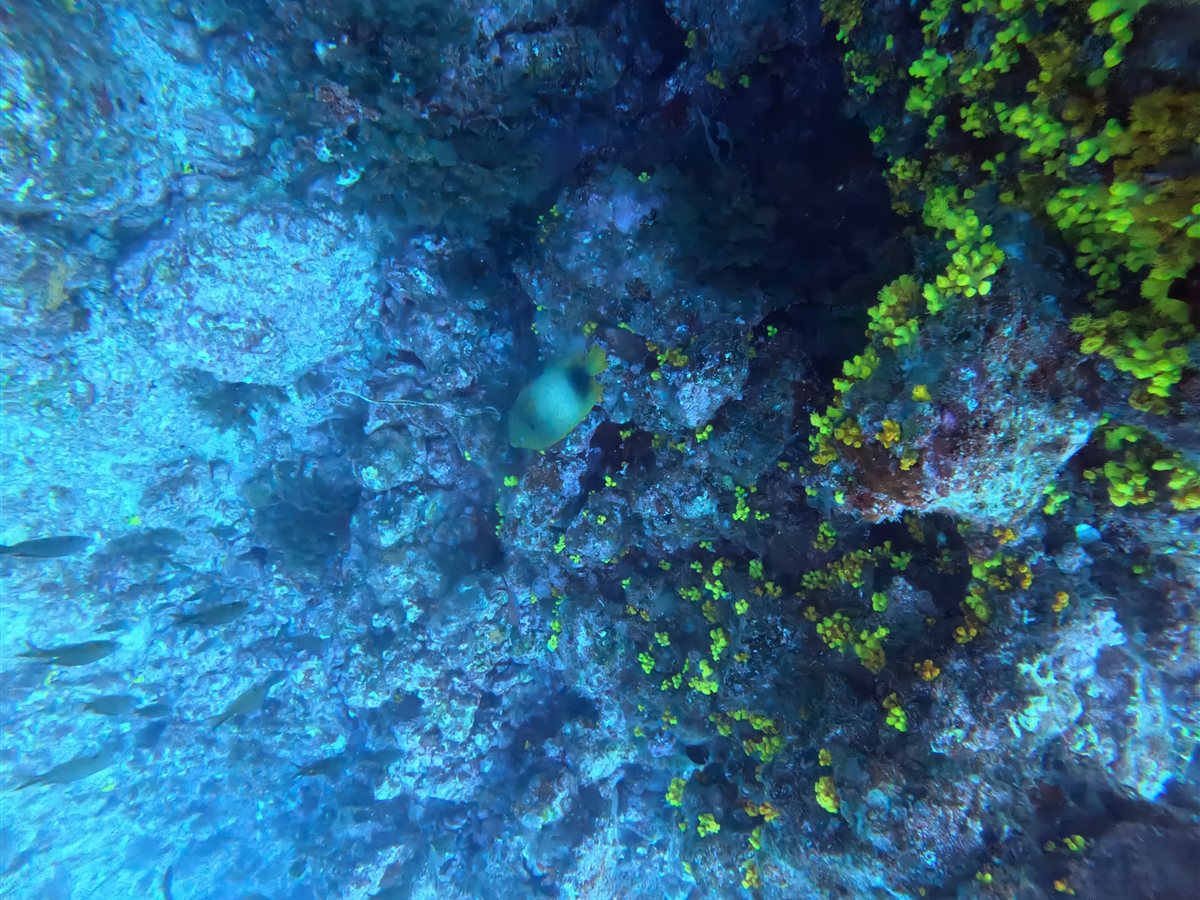 Yellow sun corals on the reef near Cidade Velha